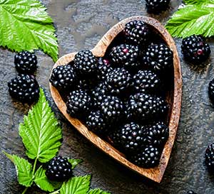 Prime-Ark® ‘Freedom’ Thornless Blackberry