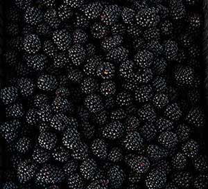 ‘Osage’ Thornless Blackberry