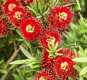 Light Show® Red Bottlebrush
