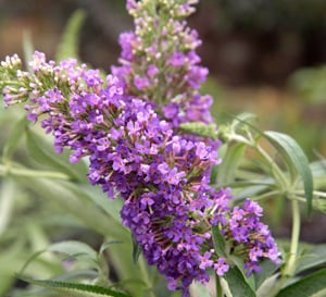 Ultra Violet™ Buddleia