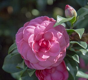 Early Wonder® Camellia