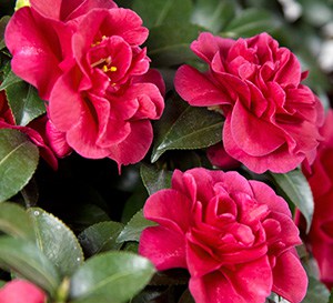 October Magic® Ruby™ Camellia