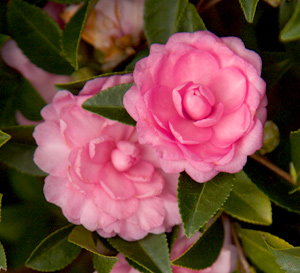 October Magic® Pink Perplexion™ Camellia