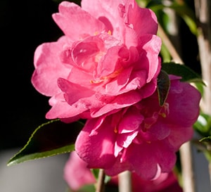 October Magic® Rose™ Camellia