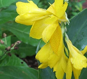 ‘Lemon Punch‘ Canna
