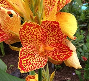 ‘Maui Punch‘ Canna