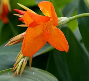 ‘Orange Punch‘ Canna