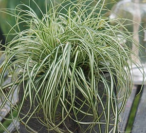 ‘Everlite’ EverColor® Carex