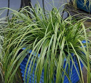 Evercolor® ‘Everlime’ Carex