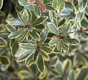 Juliet™ Cleyera