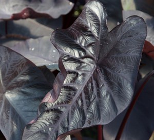 ‘Black Ripple’ Colocasia