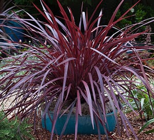 Design-A-Line™ Cordyline