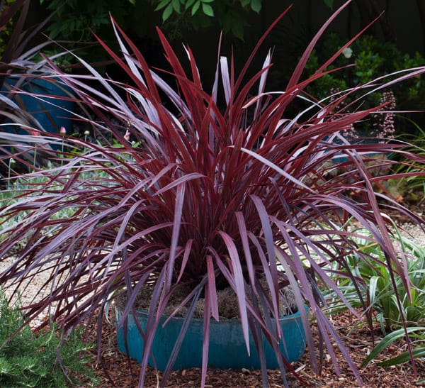 Tropical Red Star Grass 81