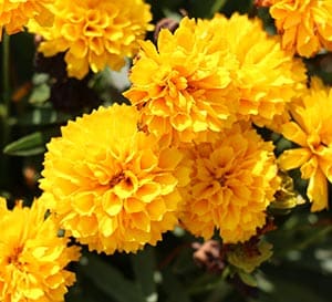 Solanna™ ‘Golden Sphere’ Coreopsis
