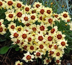 ‘Autumn Blush’ Coreopsis