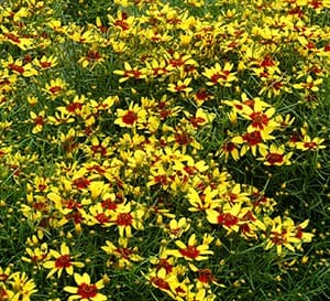 ‘Firefly’ Coreopsis