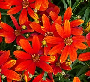 ‘Ladybird’ Coreopsis