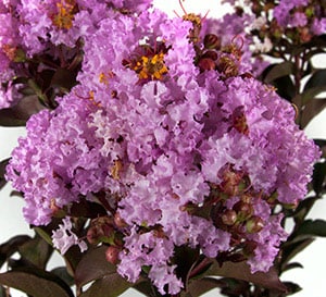 Delta Breeze™ Crapemyrtle