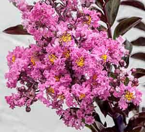 Delta Fuchsia™ Crapemyrtle