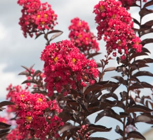 Delta Flame™ Crapemyrtle