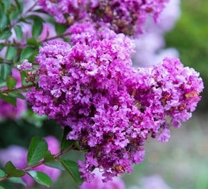 bird early purple crapemyrtle shrubs southern living