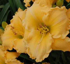Joy of Living® Goldie Locks™ Daylily