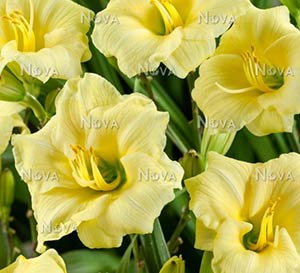 ‘Longfields Pearl’ Daylily