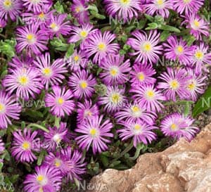 Wheels of Wonder® Series Iceplant