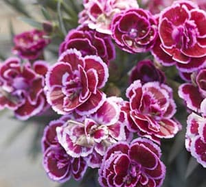 Super Trouper™ Dianthus