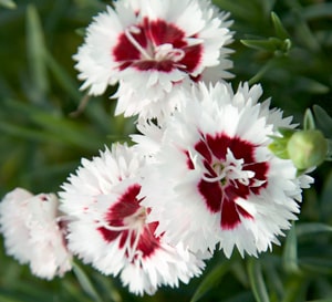 Scent First® Coconut Surprise Dianthus