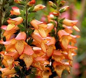 Illumination® ‘Apricot’ Digiplexis®