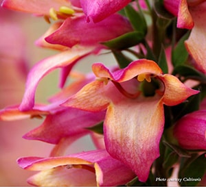 Illumination® ‘Flame’ Digiplexis®