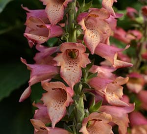 Foxlight™ Series Foxglove