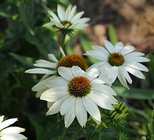 Pow Wow® Series Echinacea