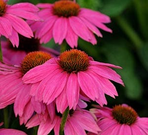 Pow Wow® ‘Wild Berry’ Echinacea