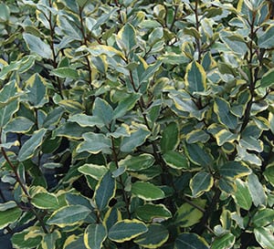 Olive Martini™ Elaeagnus