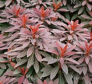 Ruby Glow Euphorbia