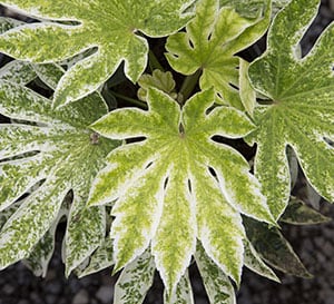 ‘Spider’s Web’ Fatsia