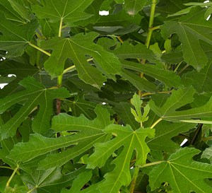 ‘O’Rourke’ Dwarf Fig