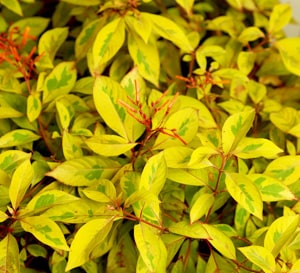 Lime Sizzler™ Firebush