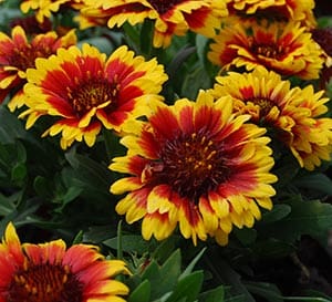 ‘Arizona Sun’ Gaillardia