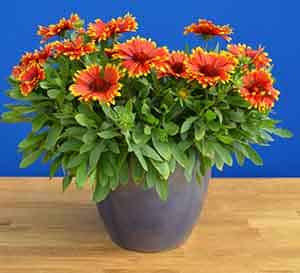 ‘Sunset Flash’ Gaillardia