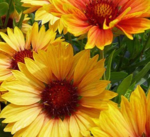‘Sunset Orange’ Gaillardia