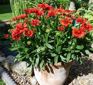 ‘Celebration’ Gaillardia