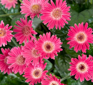 ‘Carmine’ Drakensberg Daisy™ Hardy Garden Gerbera