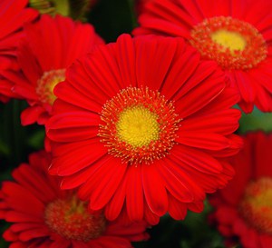 ‘Flame’ Drakensberg Daisy™ Hardy Garden Gerbera