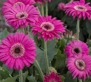 Garden Jewels™ Gerber Daisy