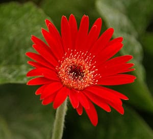 ‘Scarlet’ Drakensberg Daisy™ Hardy Garden Gerbera