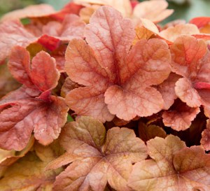 ‘Buttered Rum’ Heucherella
