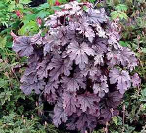 ‘Plum Cascade’ Heucherella